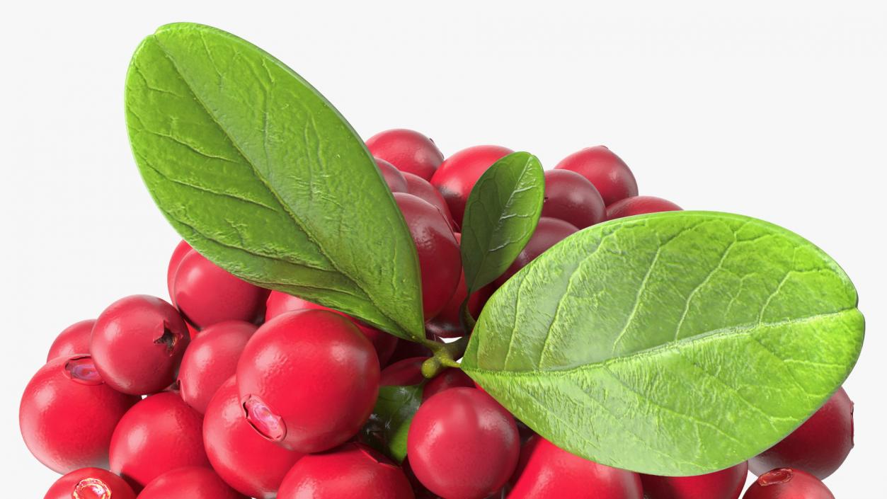 Bunch of Cranberries with Leaves 3D