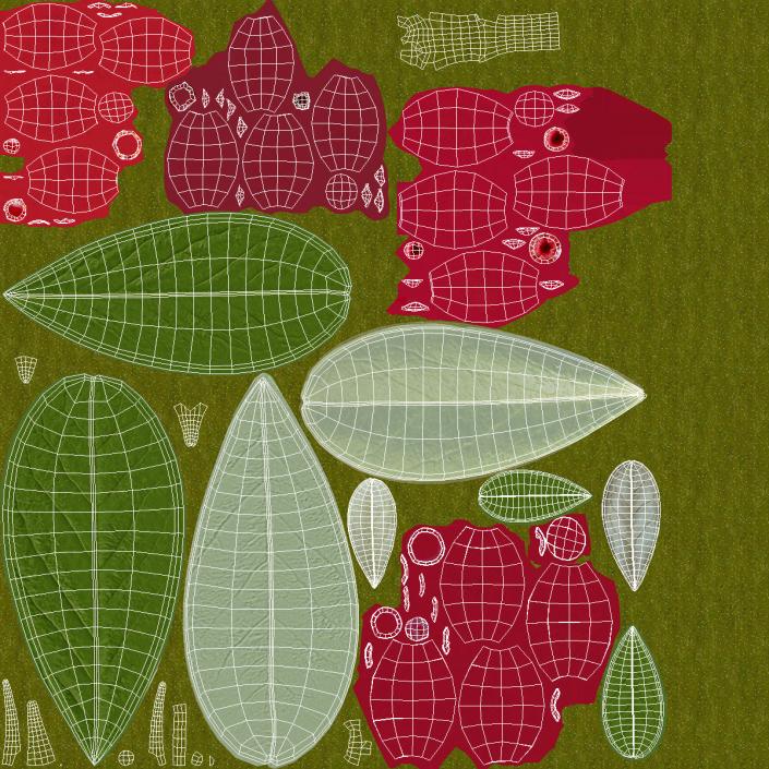 Bunch of Cranberries with Leaves 3D