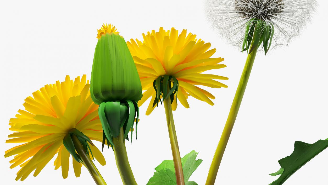 Yellow Flowering Plants Collection 3D model