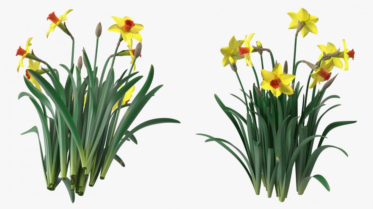 Yellow Flowering Plants Collection 3D model