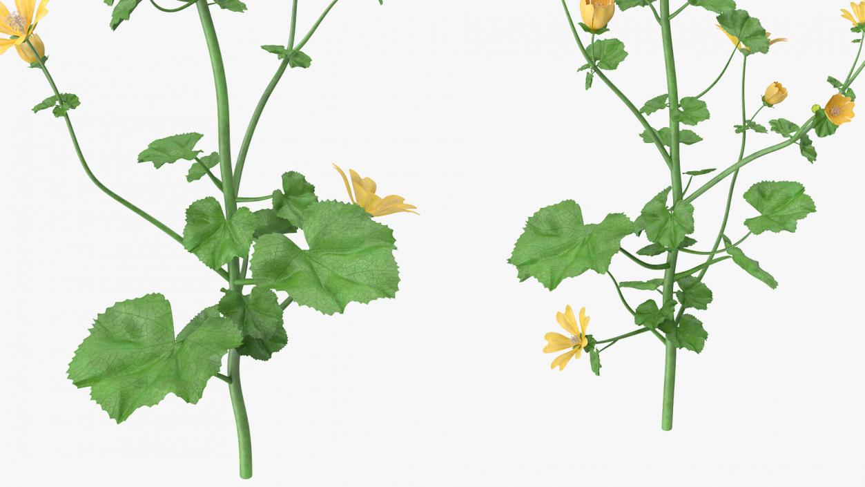 Yellow Flowering Plants Collection 3D model