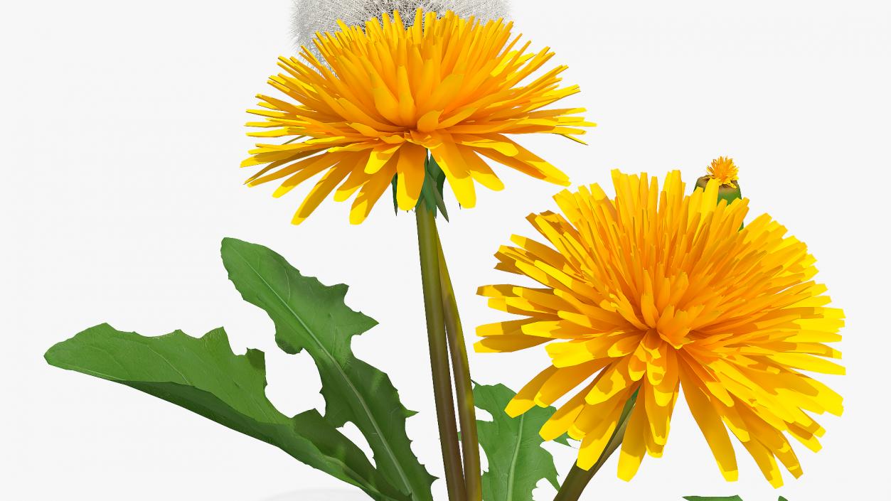 Yellow Flowering Plants Collection 3D model