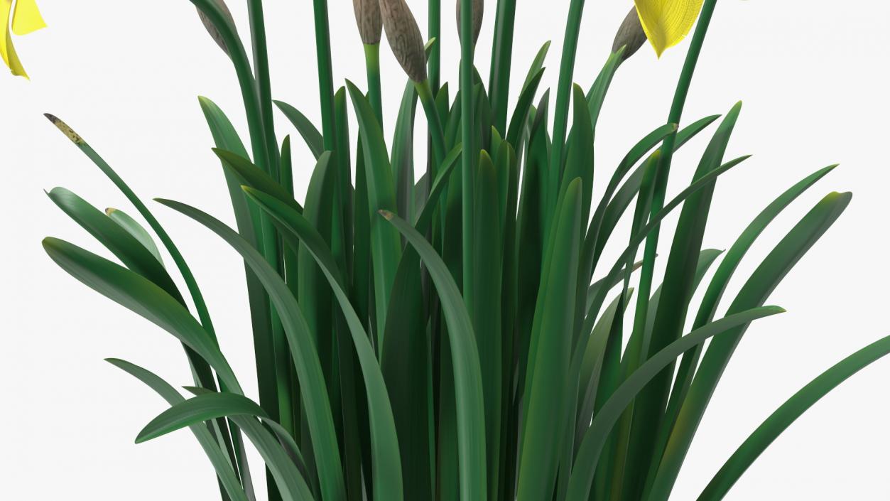 Yellow Flowering Plants Collection 3D model