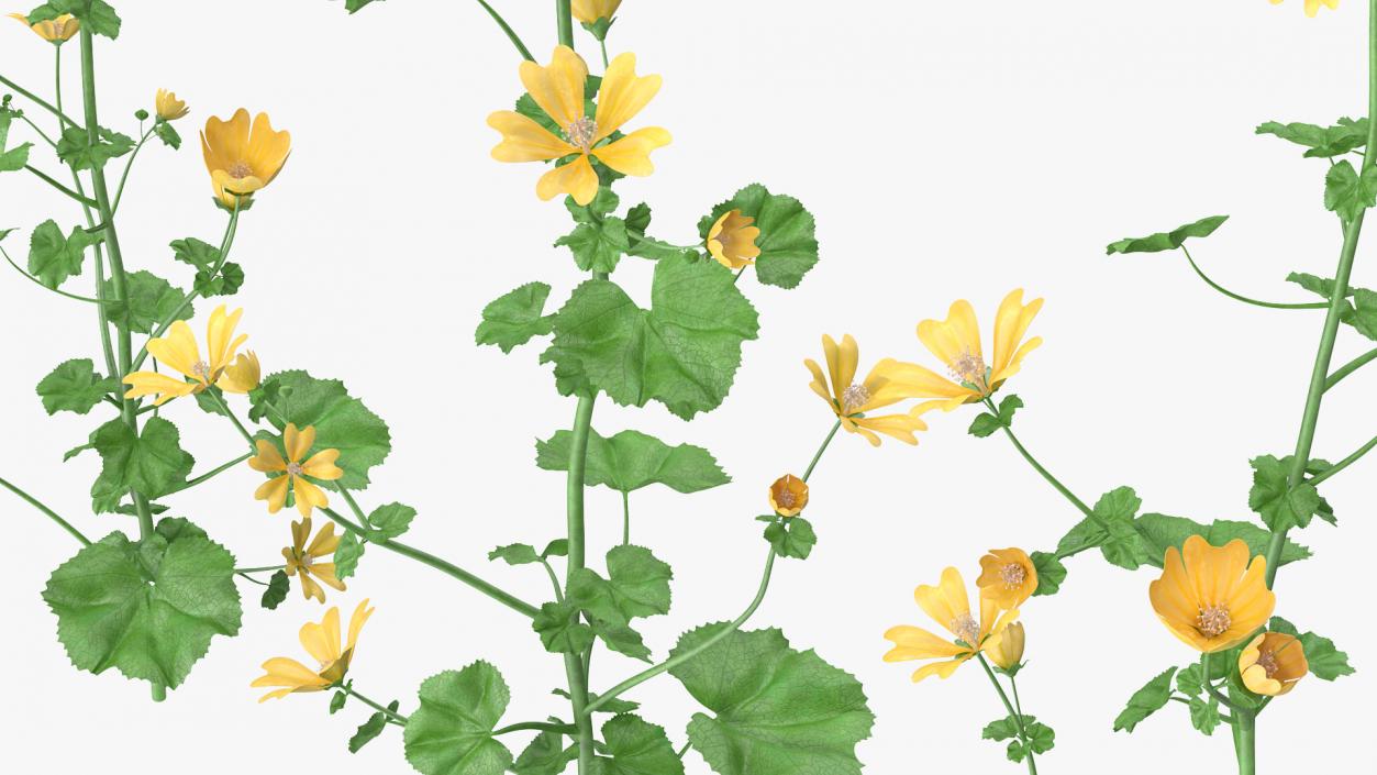 Yellow Flowering Plants Collection 3D model