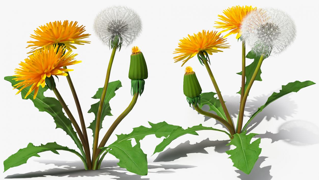 Yellow Flowering Plants Collection 3D model