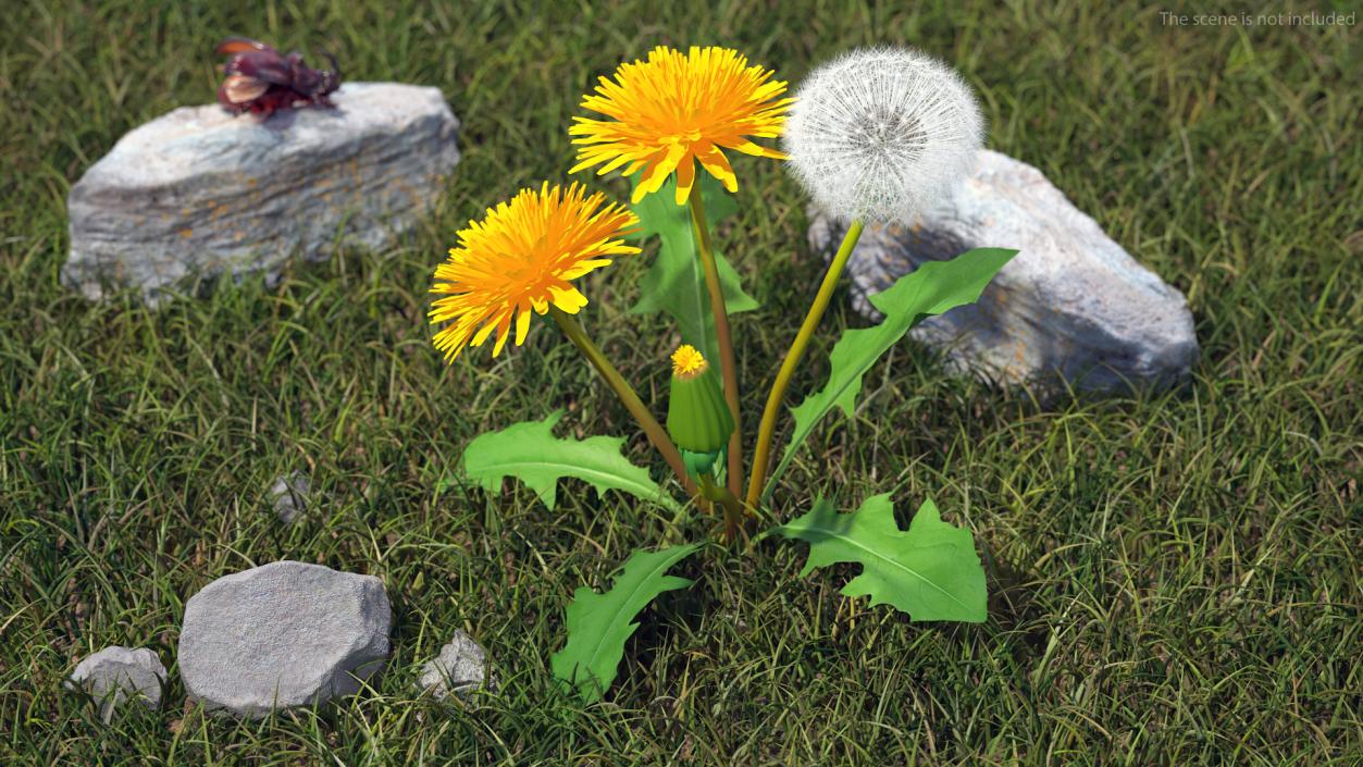 Yellow Flowering Plants Collection 3D model