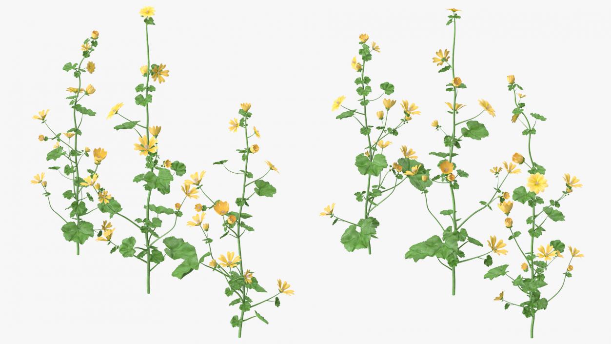 Yellow Flowering Plants Collection 3D model