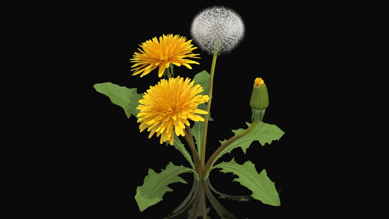 Yellow Flowering Plants Collection 3D model