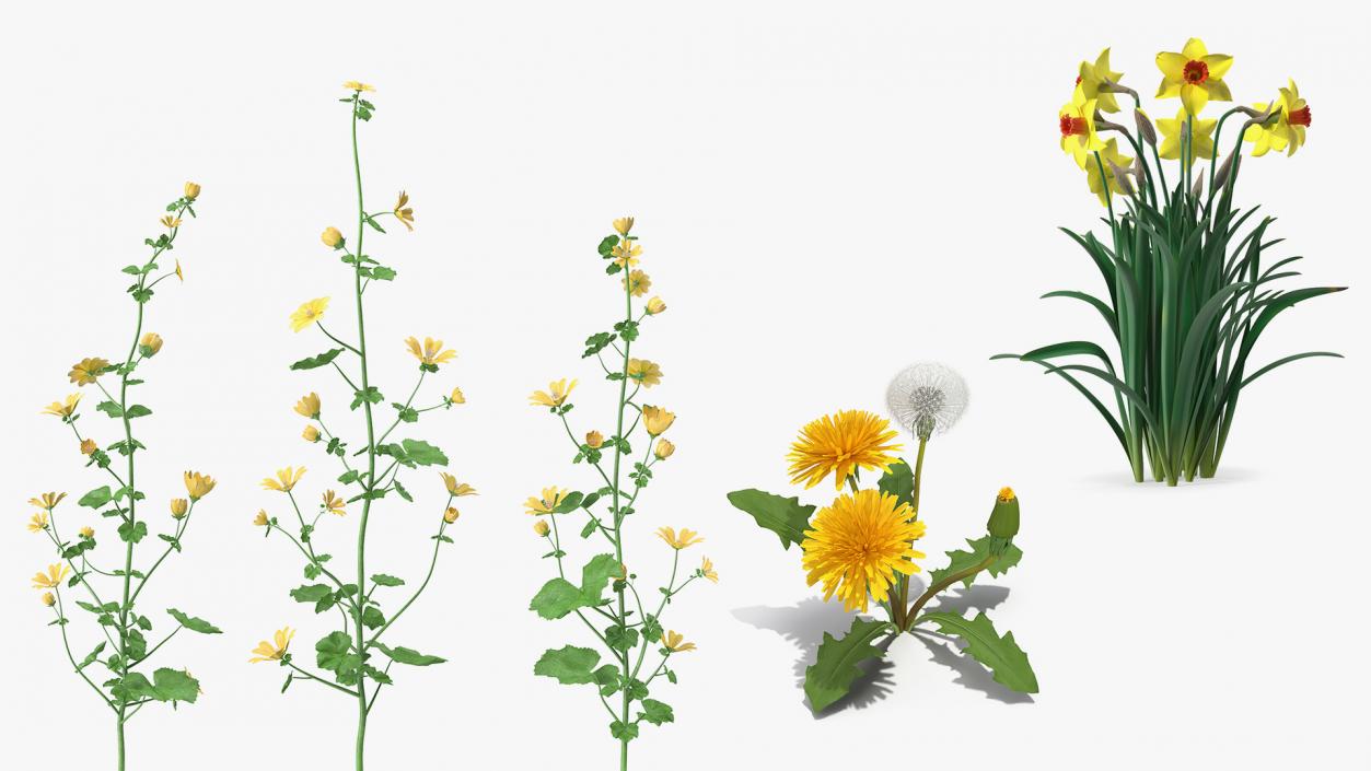 Yellow Flowering Plants Collection 3D model