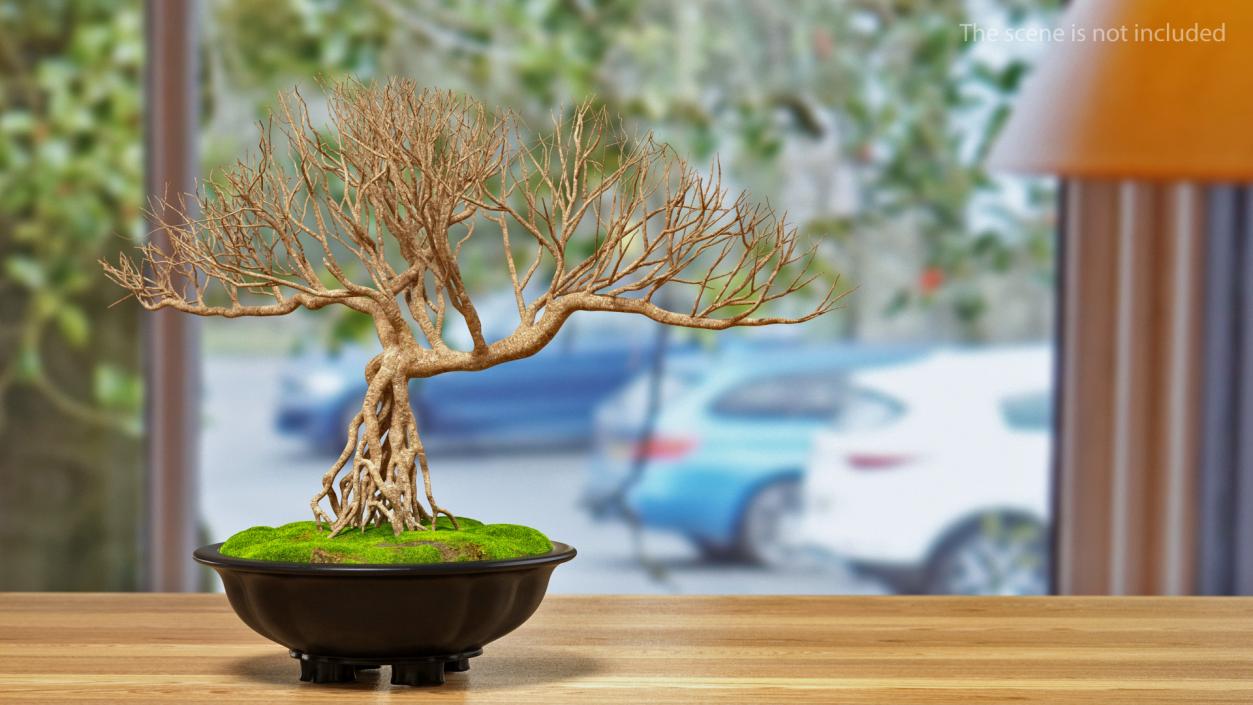 3D Bonsai Naked Tree in Pot Fur model