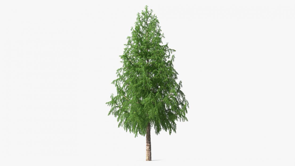 Tall Larch Tree Green with Cones 3D