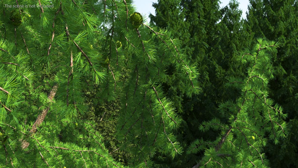 Tall Larch Tree Green with Cones 3D