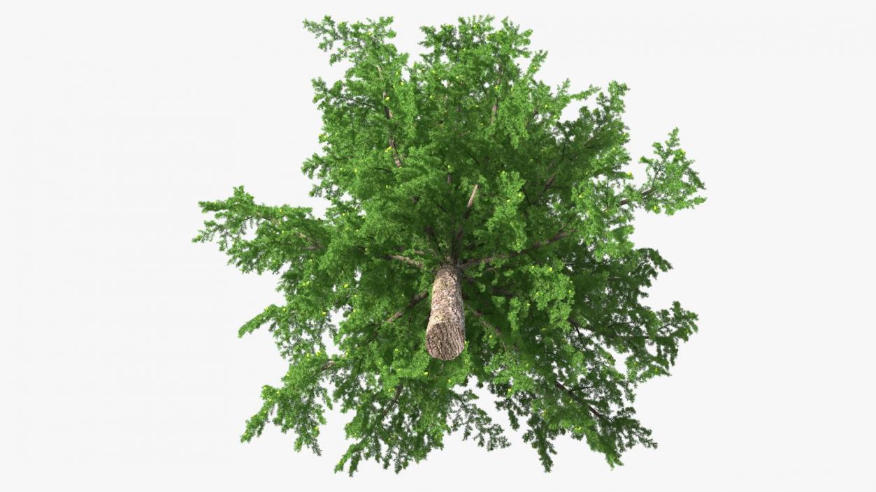 Tall Larch Tree Green with Cones 3D