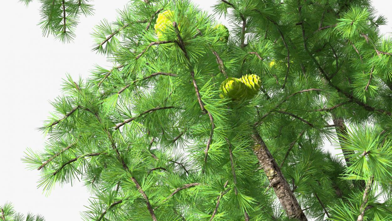 Tall Larch Tree Green with Cones 3D