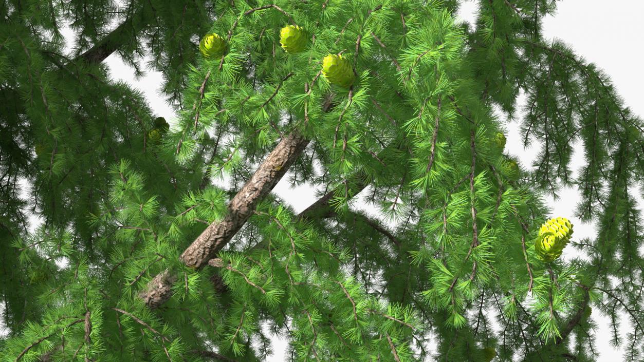 Tall Larch Tree Green with Cones 3D