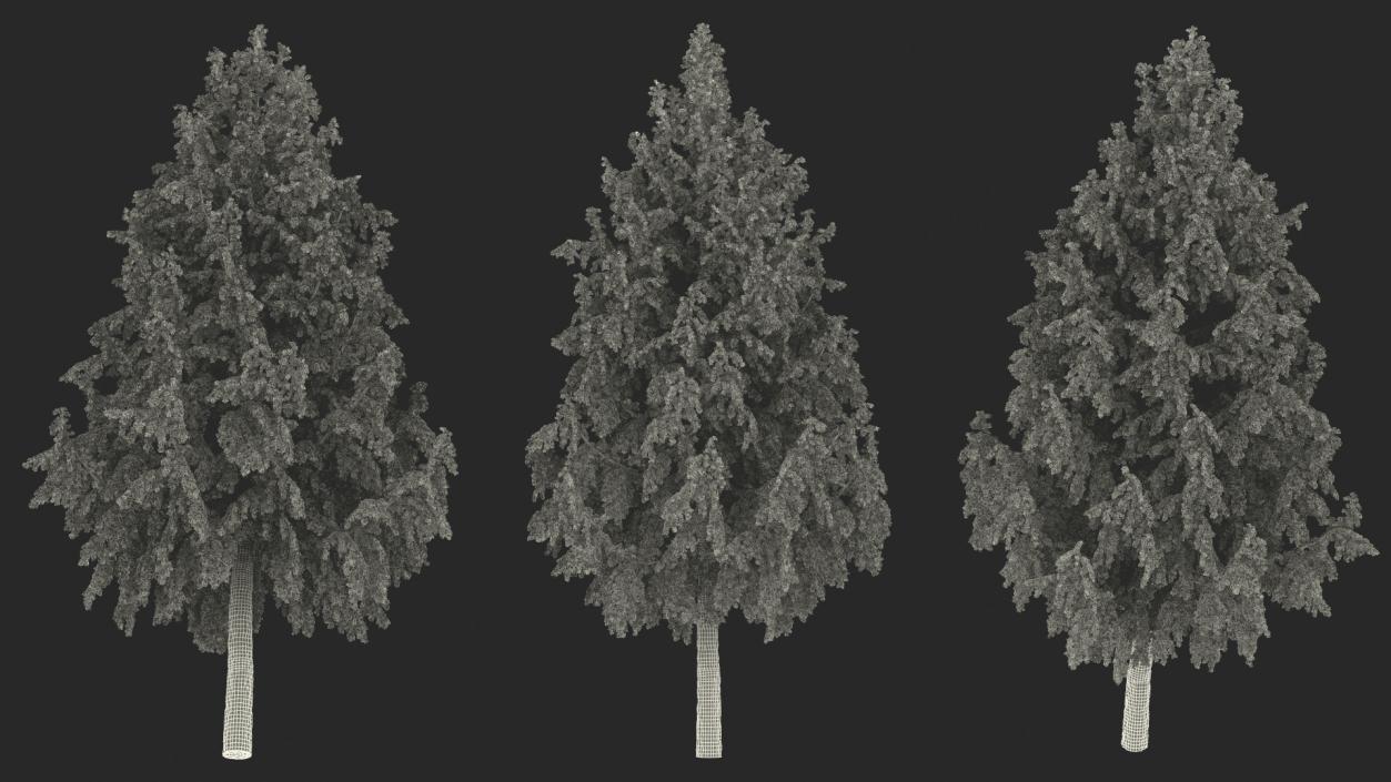 Tall Larch Tree Green with Cones 3D