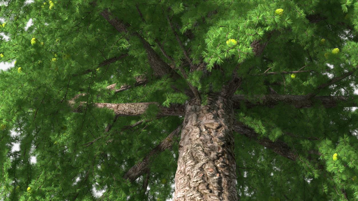 Tall Larch Tree Green with Cones 3D