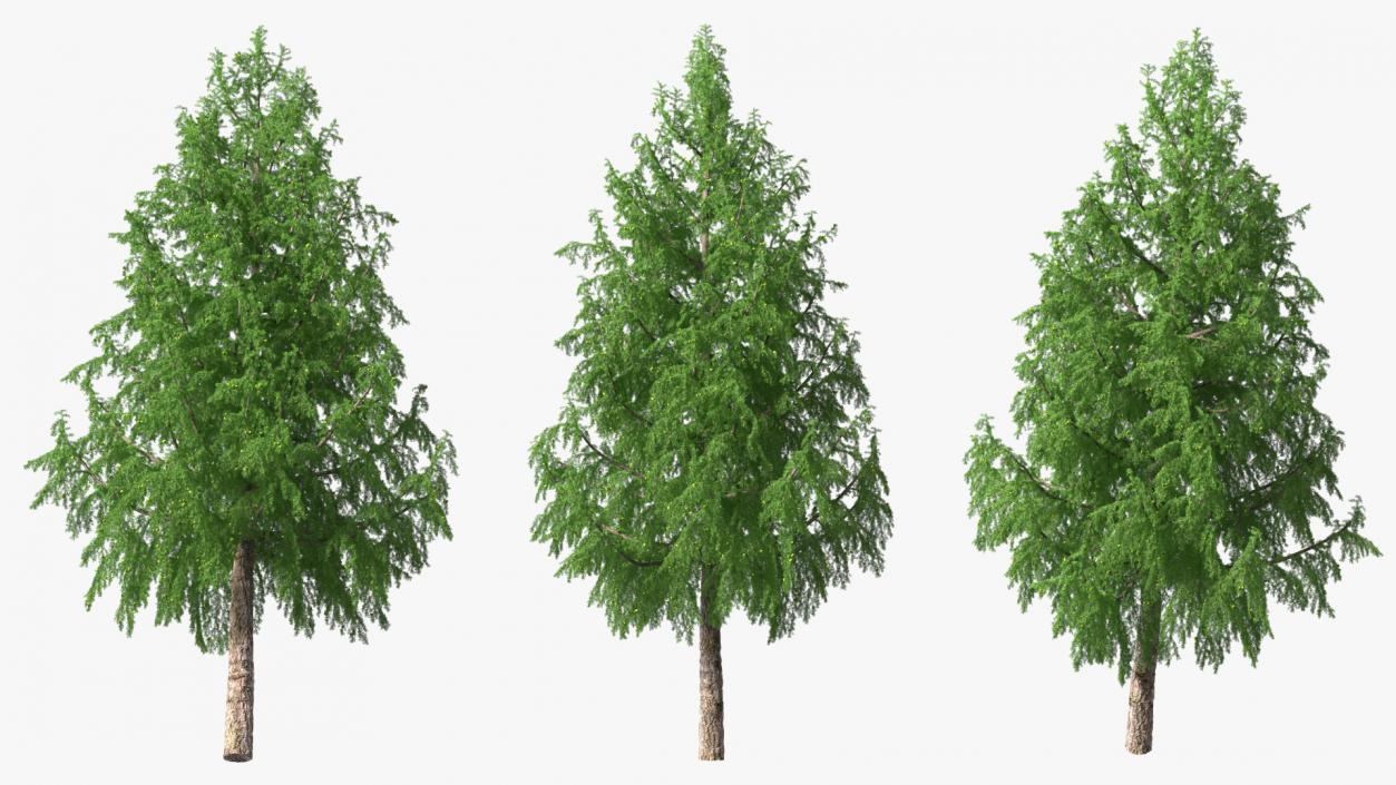 Tall Larch Tree Green with Cones 3D