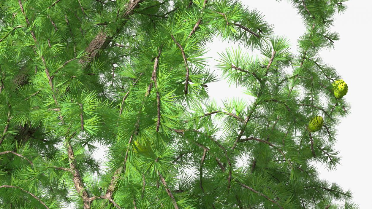 Tall Larch Tree Green with Cones 3D