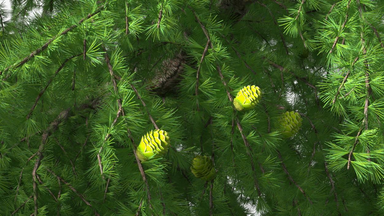 Tall Larch Tree Green with Cones 3D