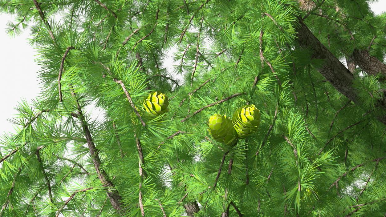 Tall Larch Tree Green with Cones 3D