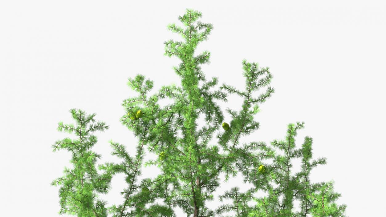 Tall Larch Tree Green with Cones 3D