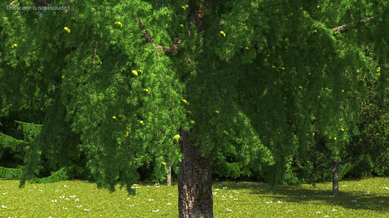 Tall Larch Tree Green with Cones 3D