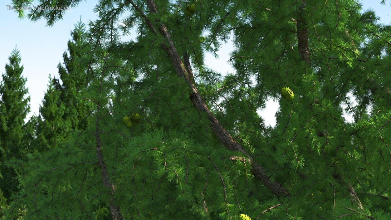 Tall Larch Tree Green with Cones 3D