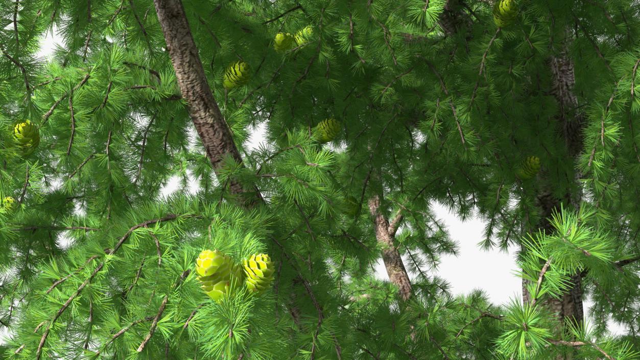 Tall Larch Tree Green with Cones 3D