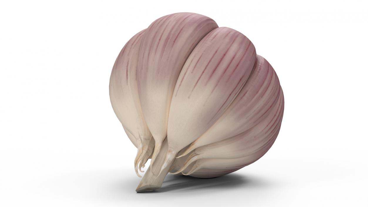 3D model Head of Garlic White