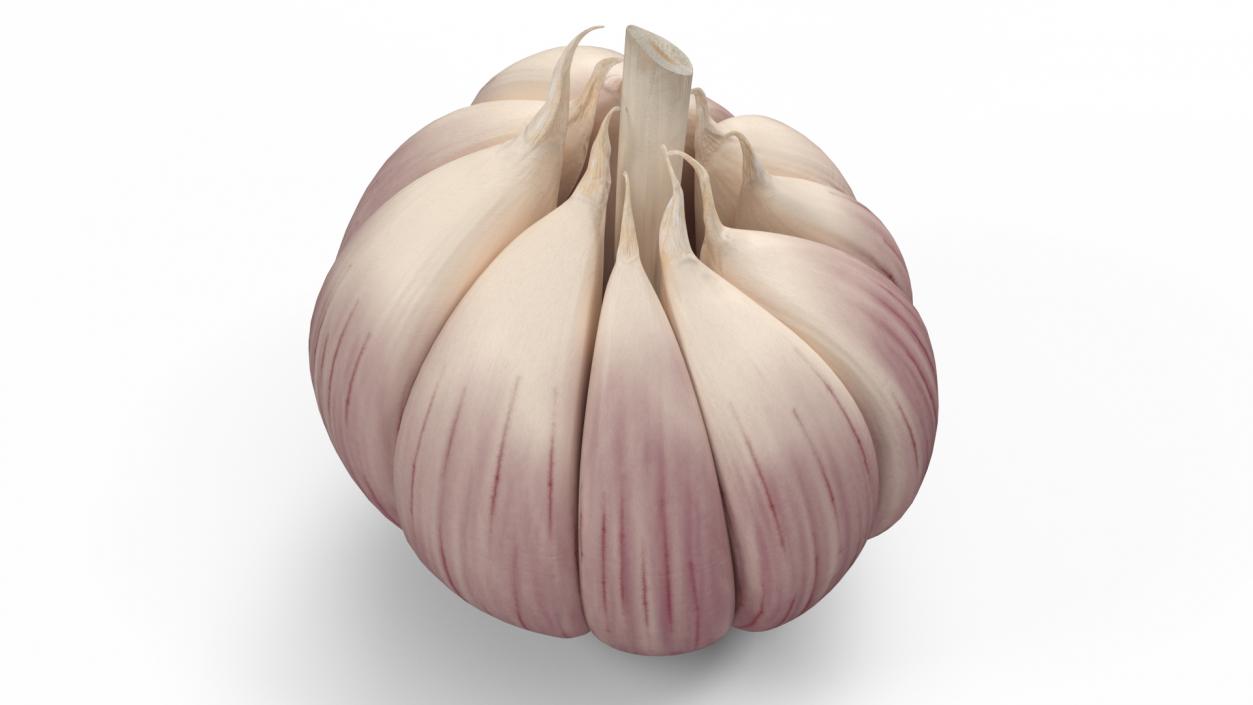 3D model Head of Garlic White