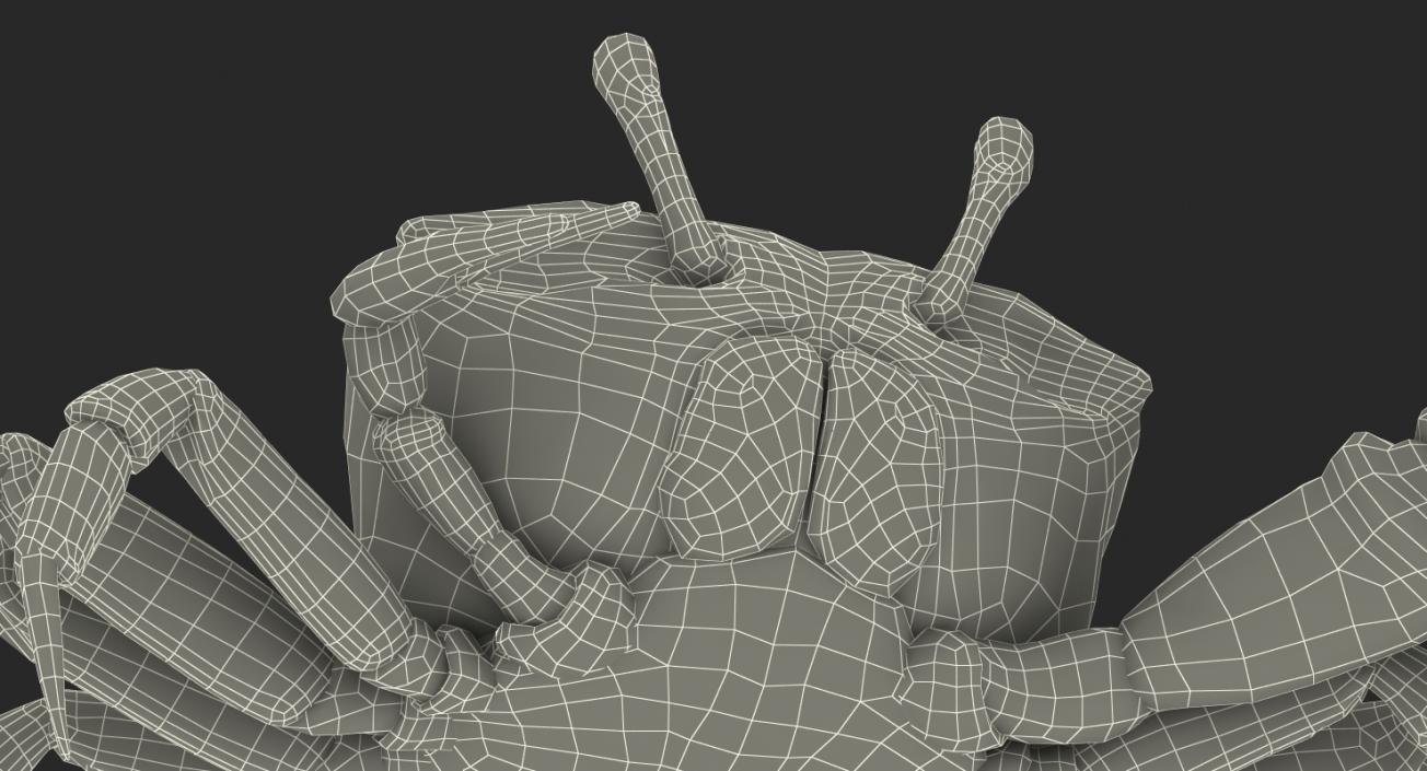 3D Calling Crab Fighting Pose