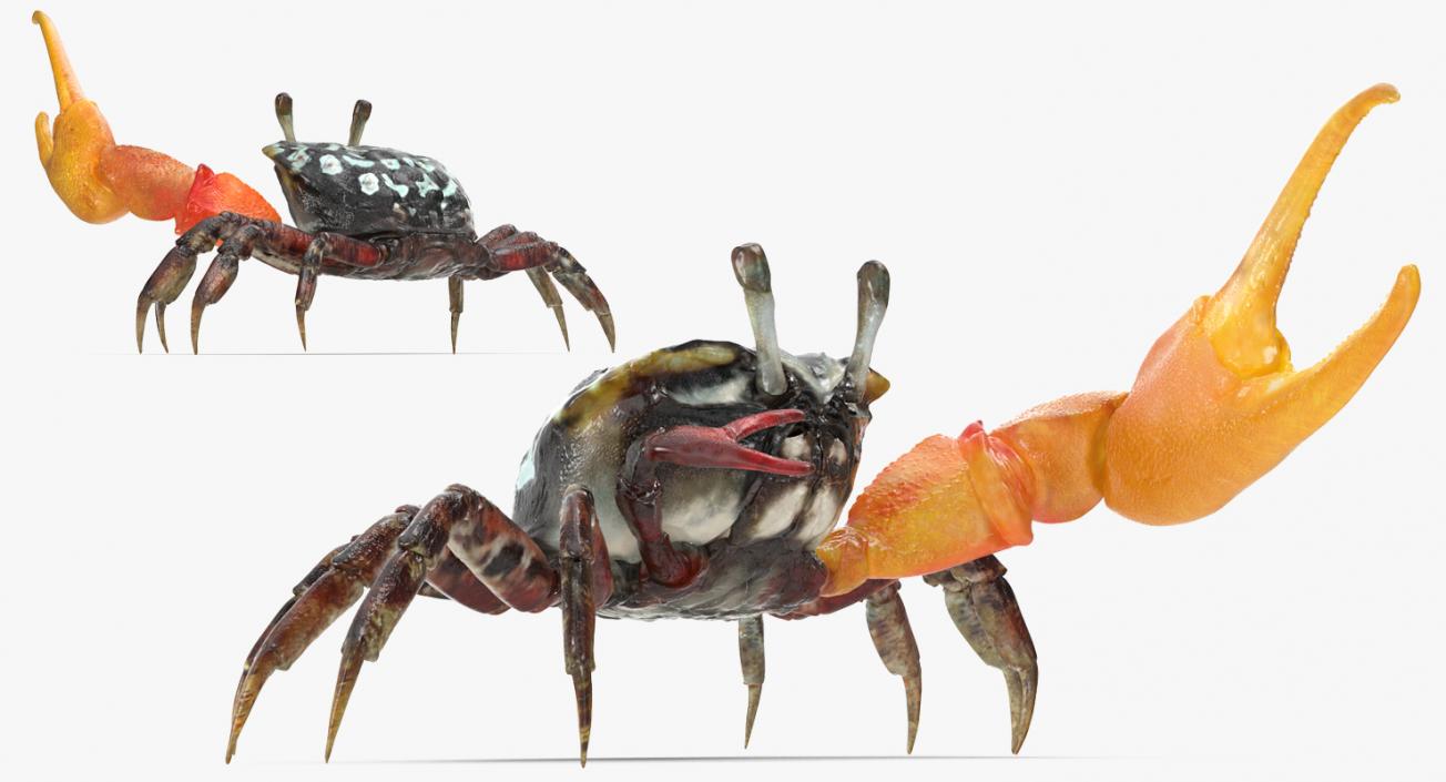 3D Calling Crab Fighting Pose