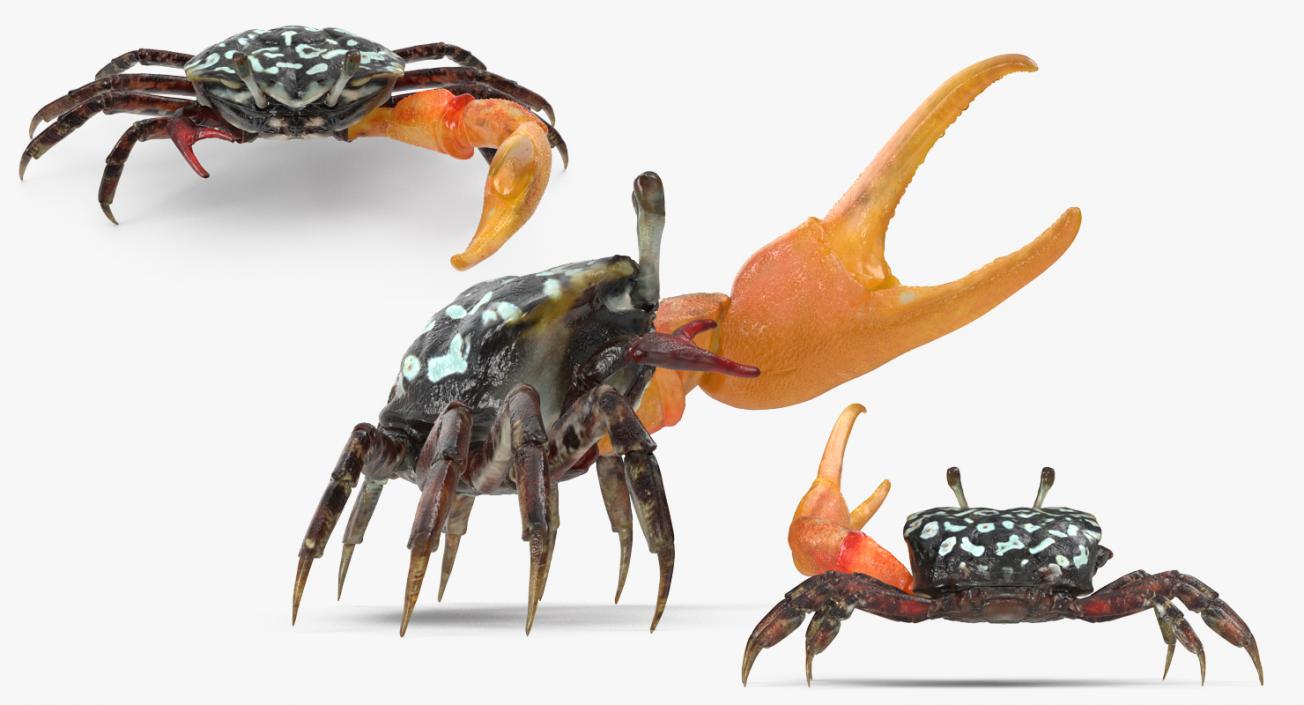 3D Calling Crab Fighting Pose