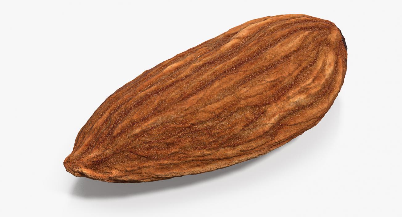 3D model Dry Almond