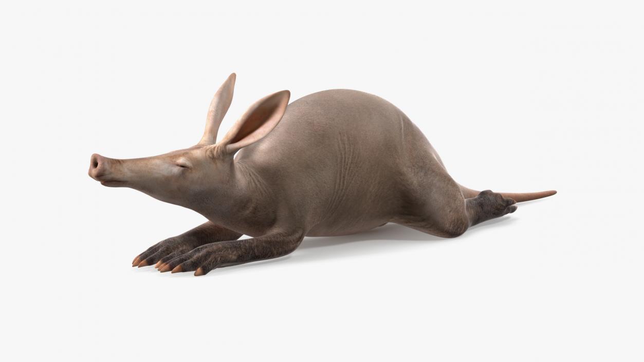 Orycteropus Afer Rigged for Maya 3D