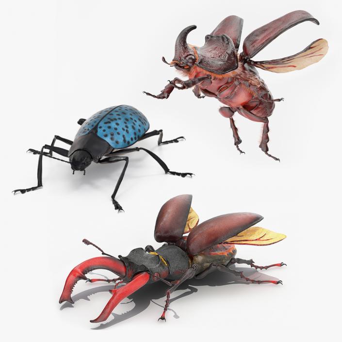 Rigged Beetles Fur Collection 3D model