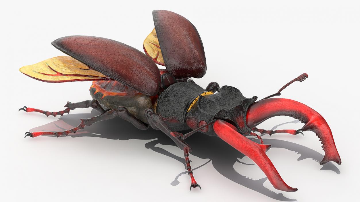 Rigged Beetles Fur Collection 3D model