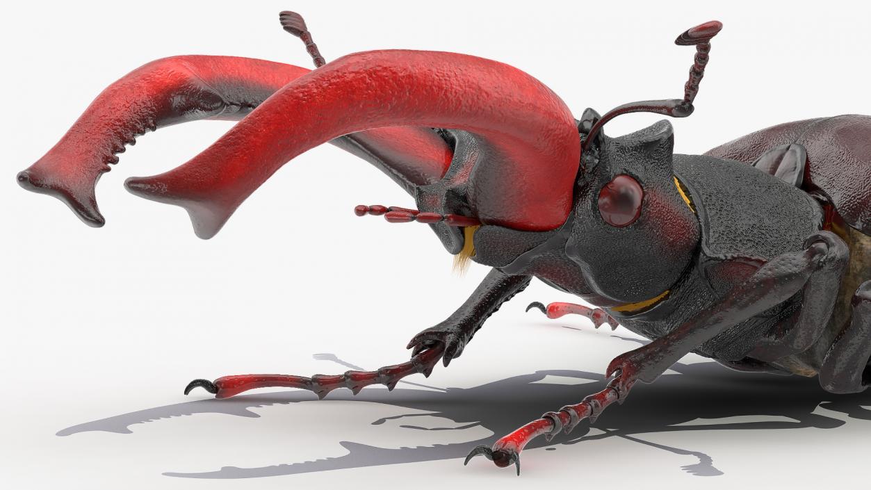 Rigged Beetles Fur Collection 3D model