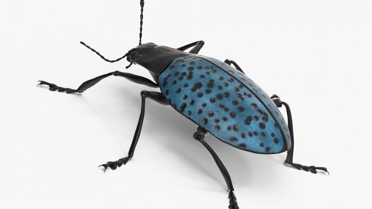 Rigged Beetles Fur Collection 3D model