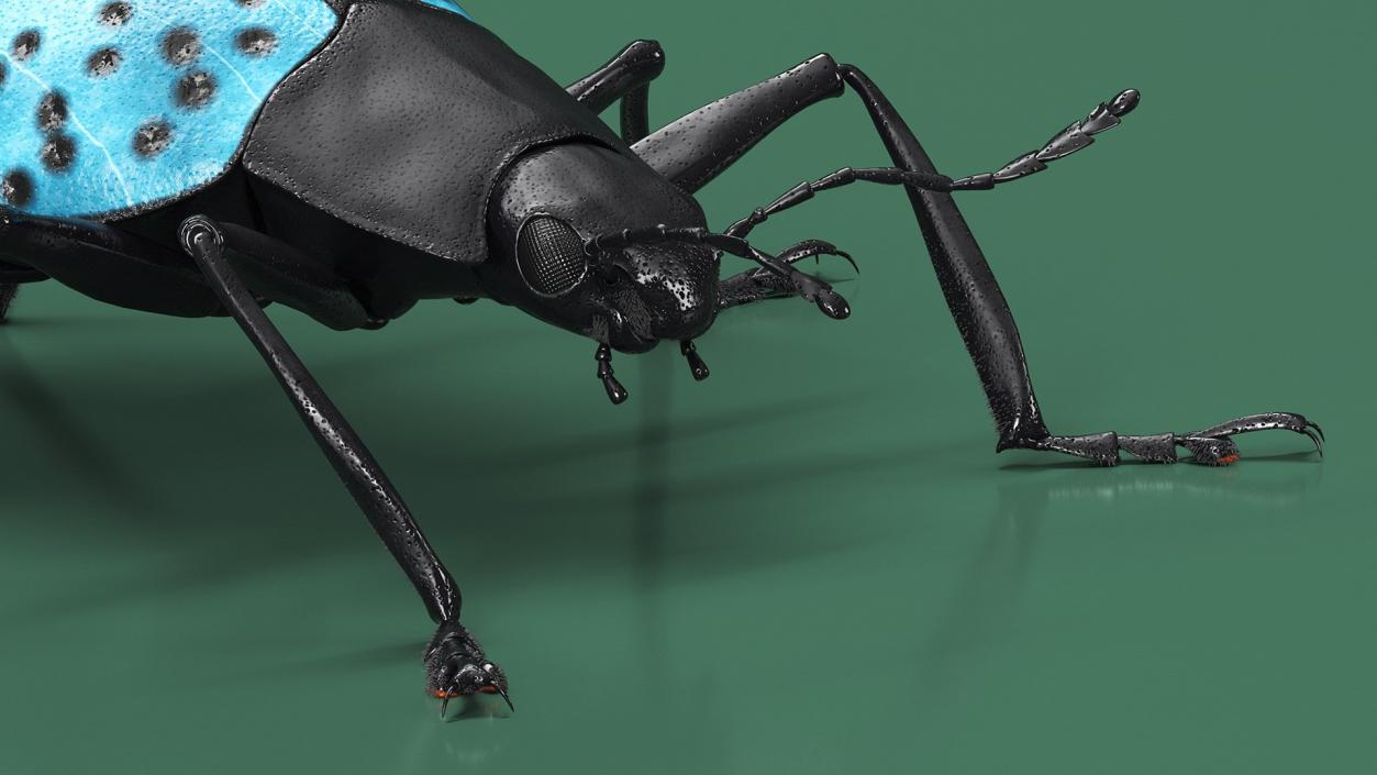 Rigged Beetles Fur Collection 3D model