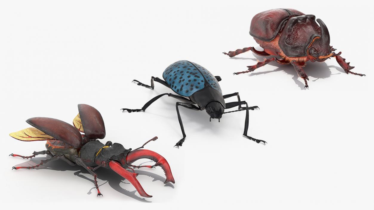 Rigged Beetles Fur Collection 3D model