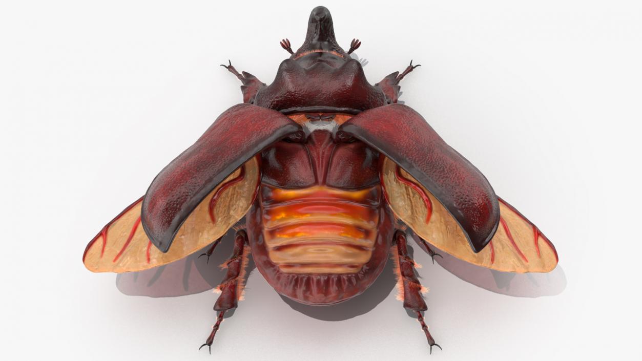 Rigged Beetles Fur Collection 3D model