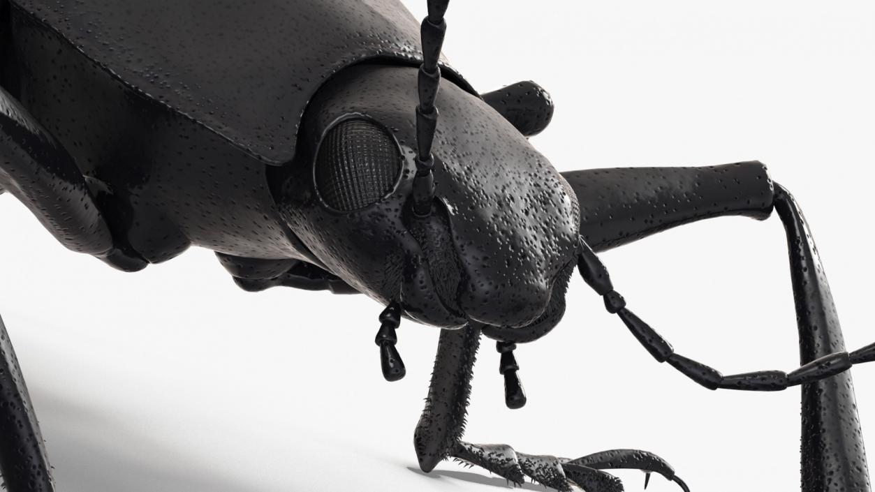 Rigged Beetles Fur Collection 3D model