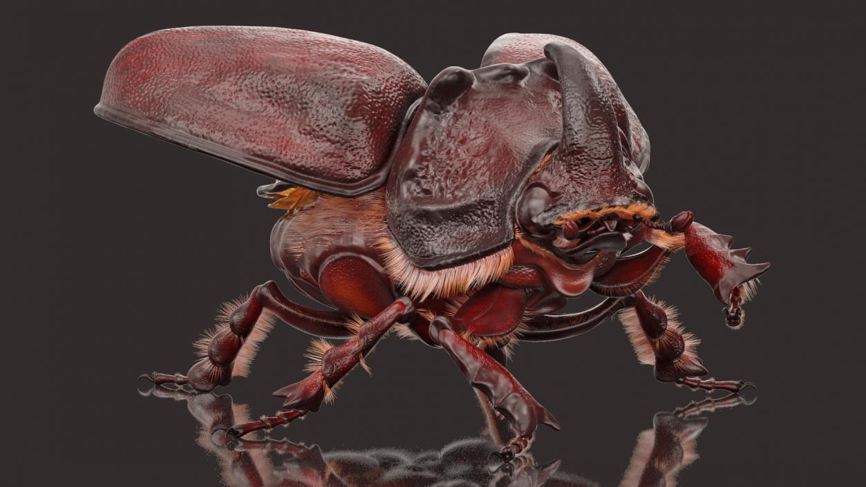 Rigged Beetles Fur Collection 3D model