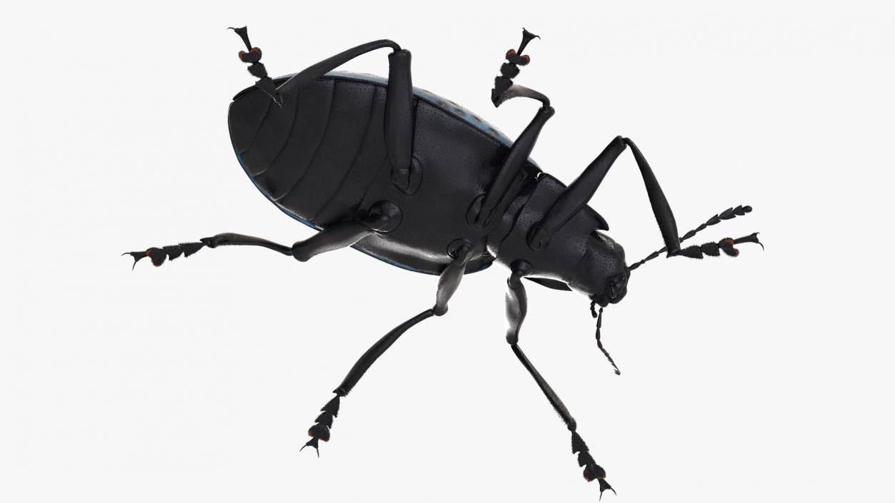 Rigged Beetles Fur Collection 3D model