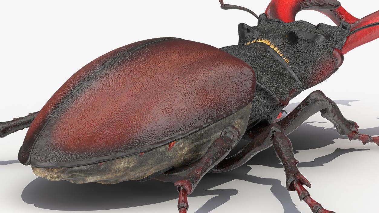 Rigged Beetles Fur Collection 3D model