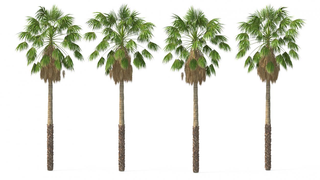 3D model Mexican Washingtonia Palm Tree