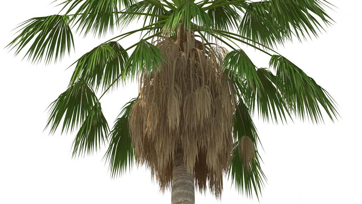 3D model Mexican Washingtonia Palm Tree