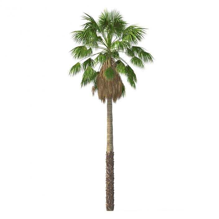 3D model Mexican Washingtonia Palm Tree